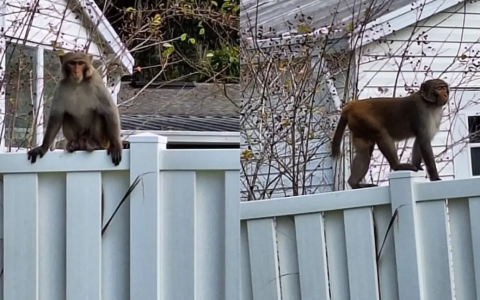 佛罗里达州小镇发现逃逸猴子，警方发出紧急警告