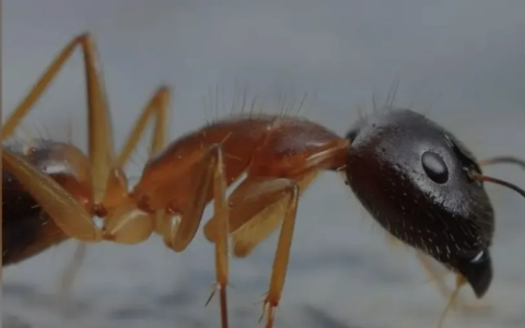 2025全美白蚁肆虐城市排名：迈阿密蝉联榜首，屋主必读防治指南