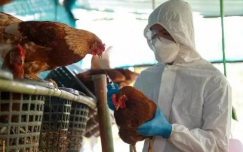 马德里爆发禽流感疫情 45万只活鸡被扑杀