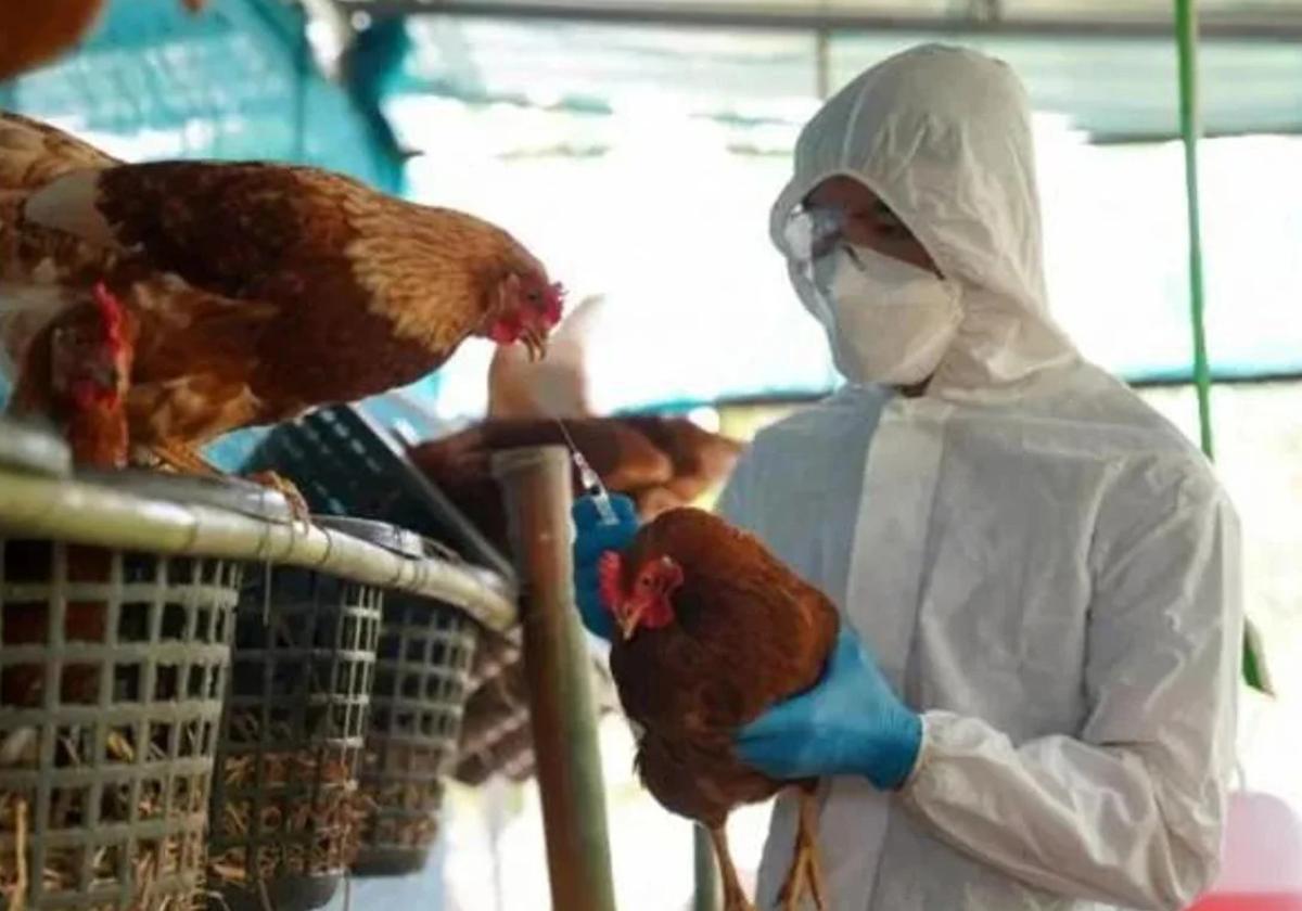 马德里禽流感(H5N1)