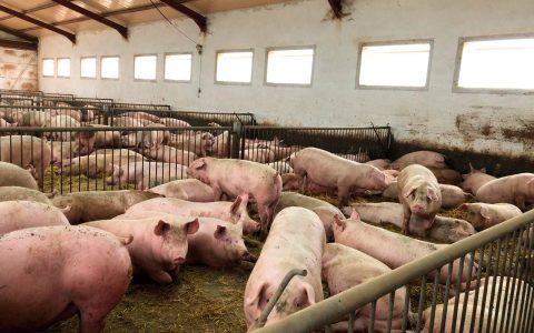 西班牙与中国签署三大农业合作协议，强化生猪产业防疫合作，开拓贸易新机遇